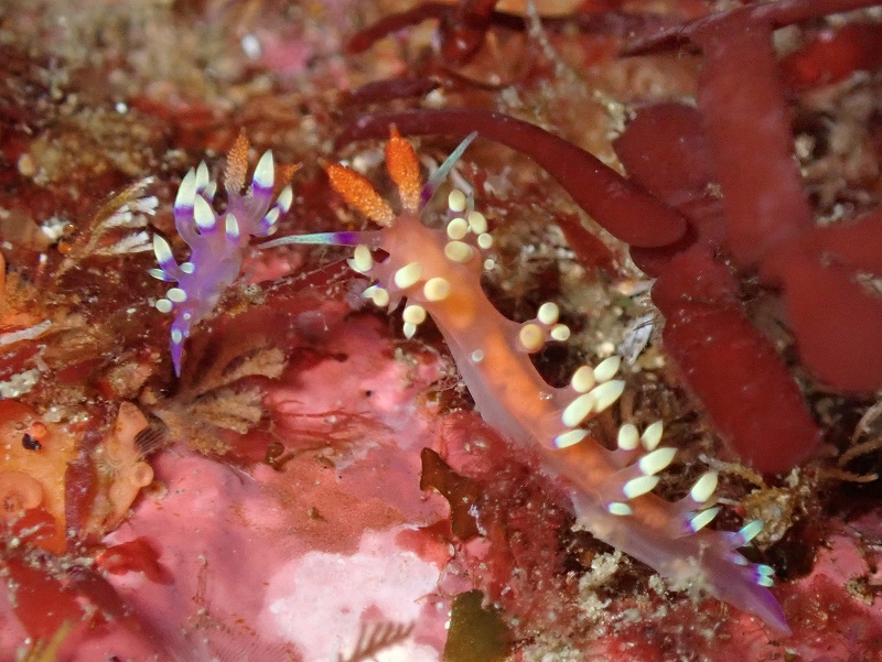 アデヤカミノウミウシ@東京発赤沢ダイビングツアー