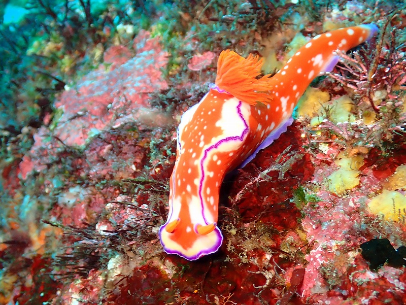 ニシキウミウシ@東京発赤沢ダイビングツアー