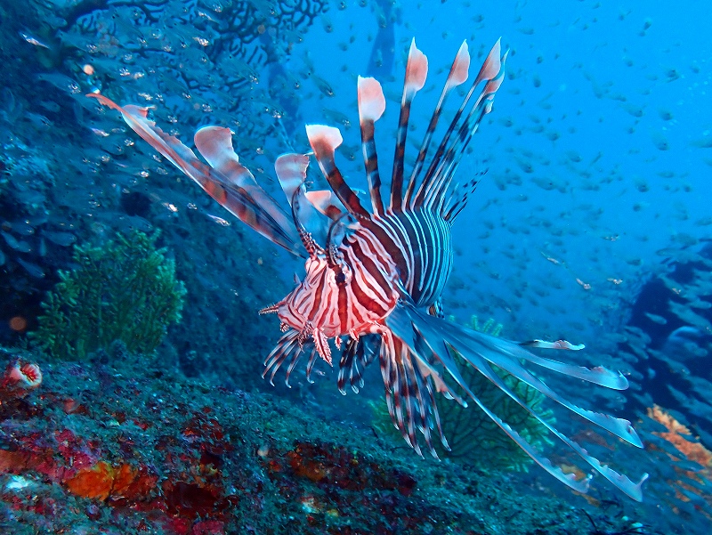 ハナミノカサゴとネンブツダイ@東京発赤沢ダイビングツアー