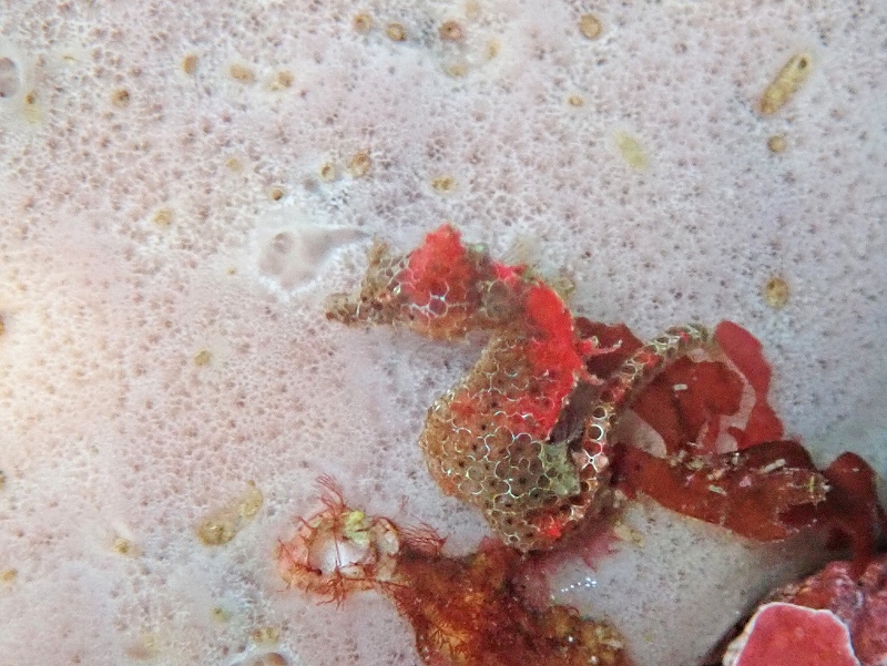 ジャパピグ(ハチジョウタツ)@東京発赤沢ダイビングツアー