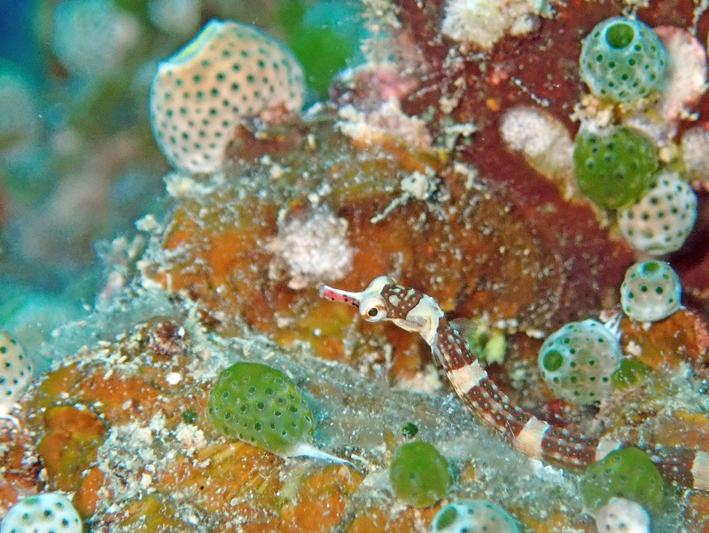 オビイシヨウジ@東京発石垣島ダイビングツアー