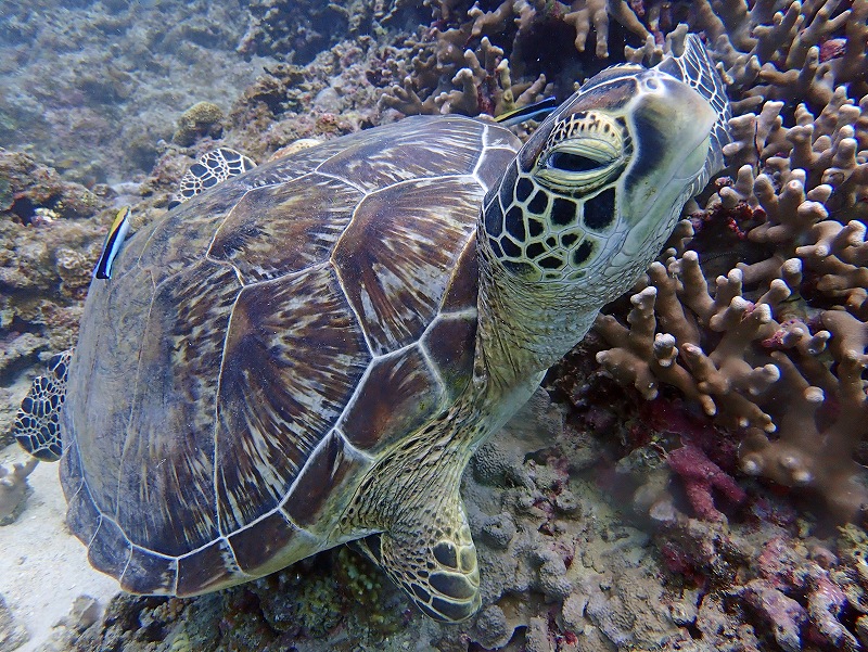 アオウミガメ@東京発石垣島ダイビングツアー