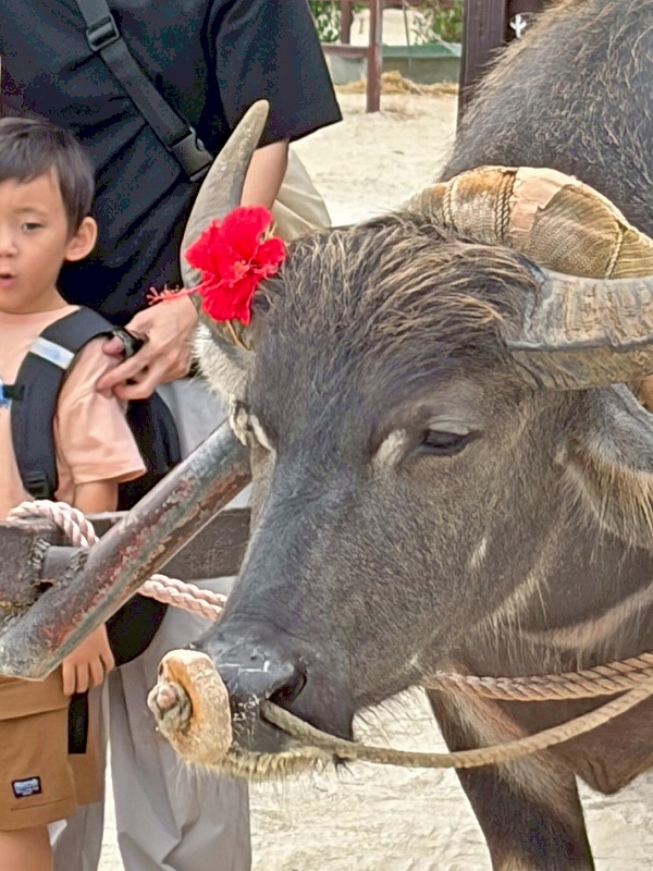 水牛観光@東京発竹富島ダイビングツアー
