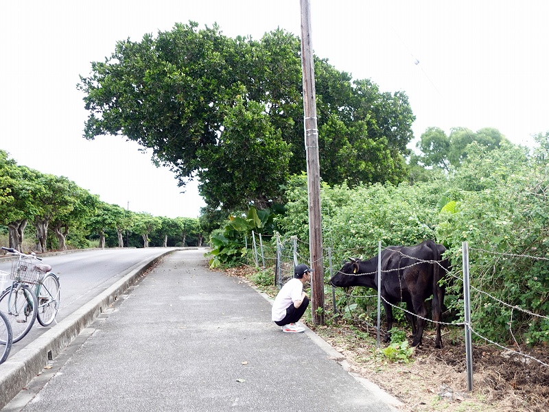 黒毛和牛@東京発石垣島ダイビングツアー