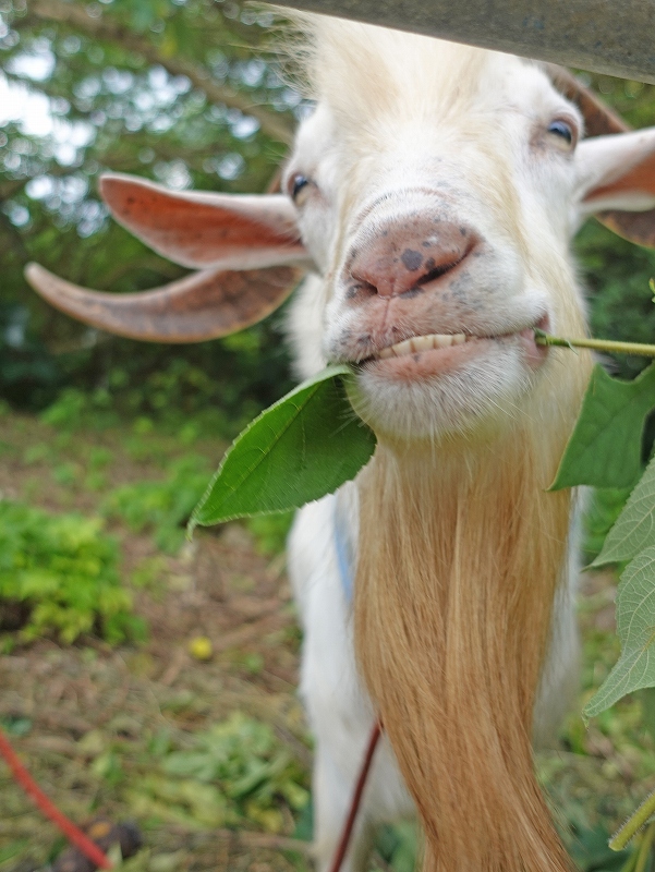 竹富島のヤギ顔@東京発石垣島ダイビングツアー