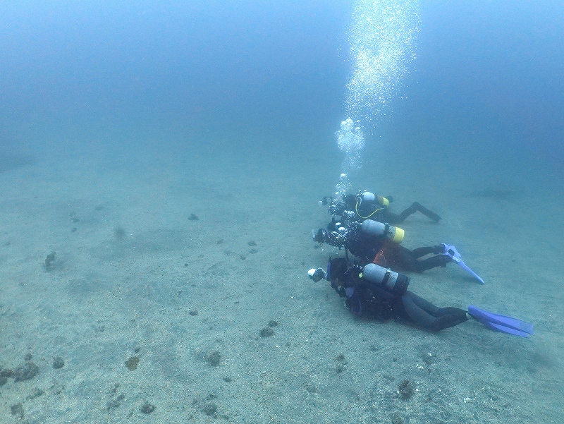 ヒレナガネジリンボウ@東京発伊豆大島ダイビングツアー