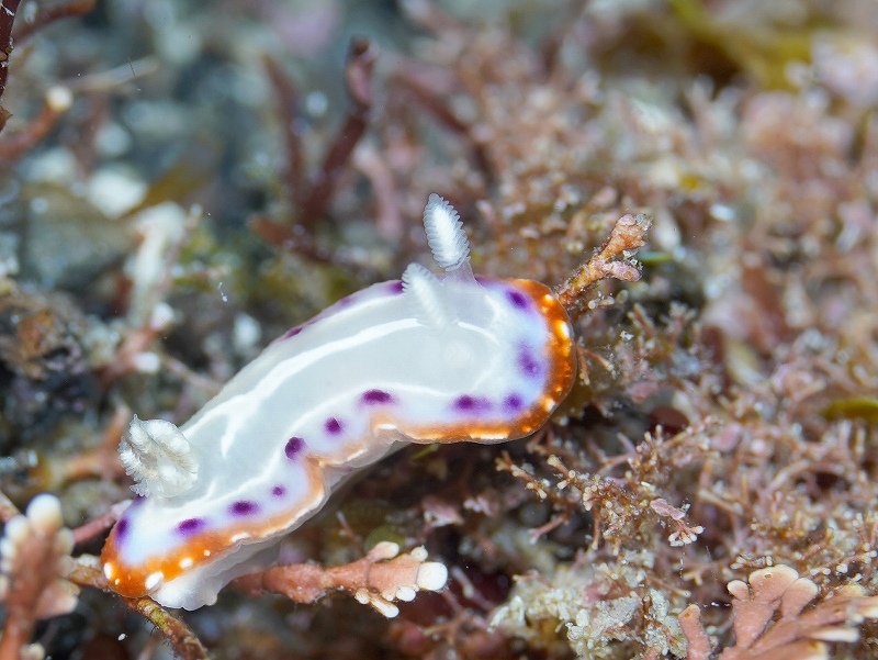 セトイロウミウシ@東京発伊豆大島ダイビングツアー
