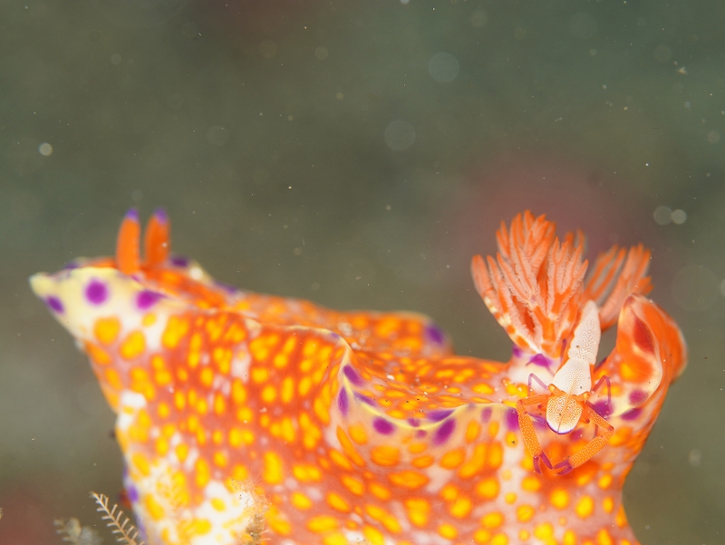 ウミウシカクレエビとニシキウミウシ@東京発伊豆大島ダイビングツアー