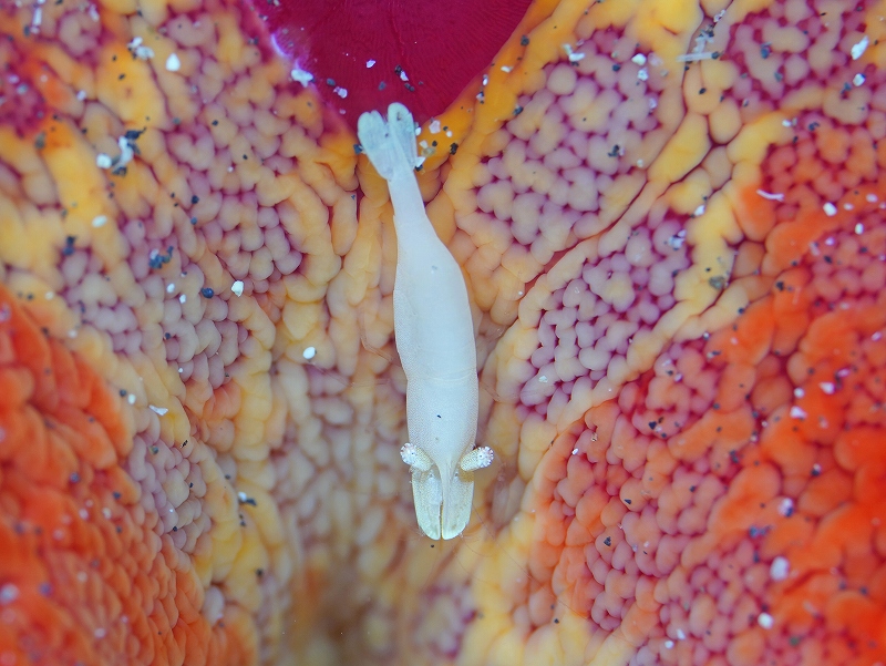 ヒトデヤドリエビ@東京発伊豆大島ダイビングツアー