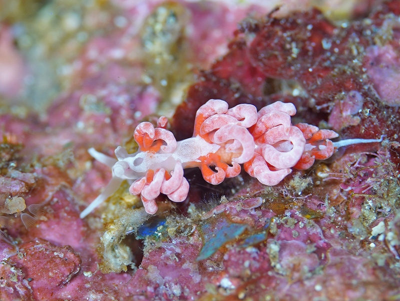 チゴミノウミウシ？@東京発伊豆大島ダイビングツアー