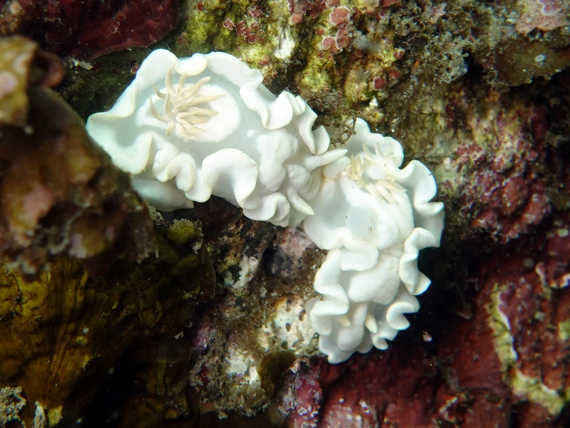 シロタエイロウミウシ@東京発伊豆大島ダイビングツアー