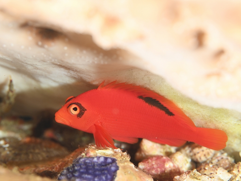 ベニゴンベ@東京発伊豆大島ダイビングツアー