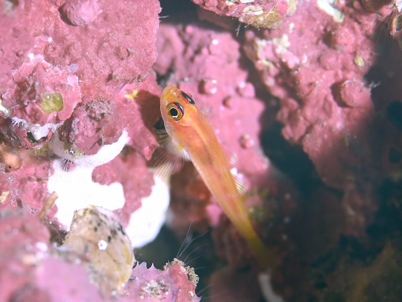 ヒメニラミベニハゼ@東京発伊豆大島ダイビングツアー
