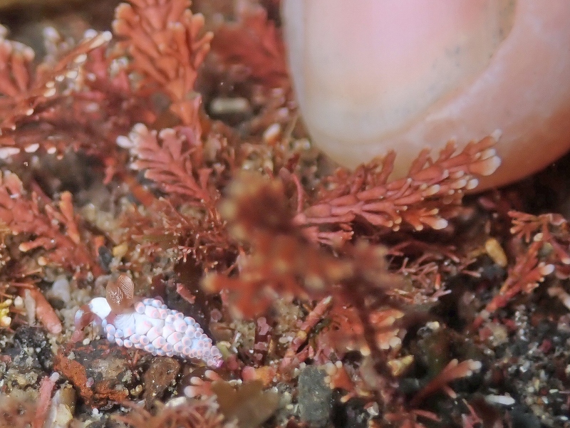 ツツイシミノウミウシ@東京発伊豆大島ダイビングツアー