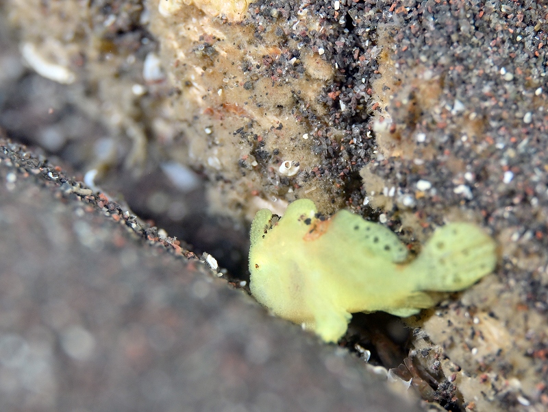 イロカエルアンコウ幼魚＠東京発大瀬崎ダイビングツアー