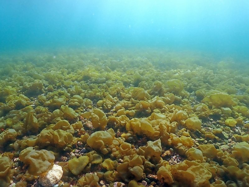 フクロノリ＠東京発大瀬崎ダイビングツアー