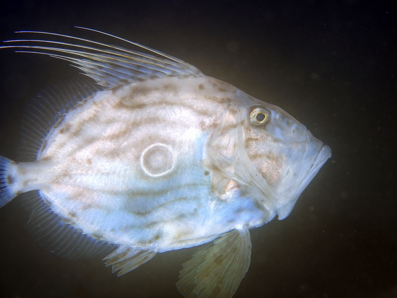 マトウダイ＠東京発大瀬崎ダイビングツアー
