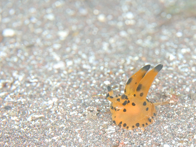 カンナツノザヤウミウシ＠東京発大瀬崎ダイビングツアー