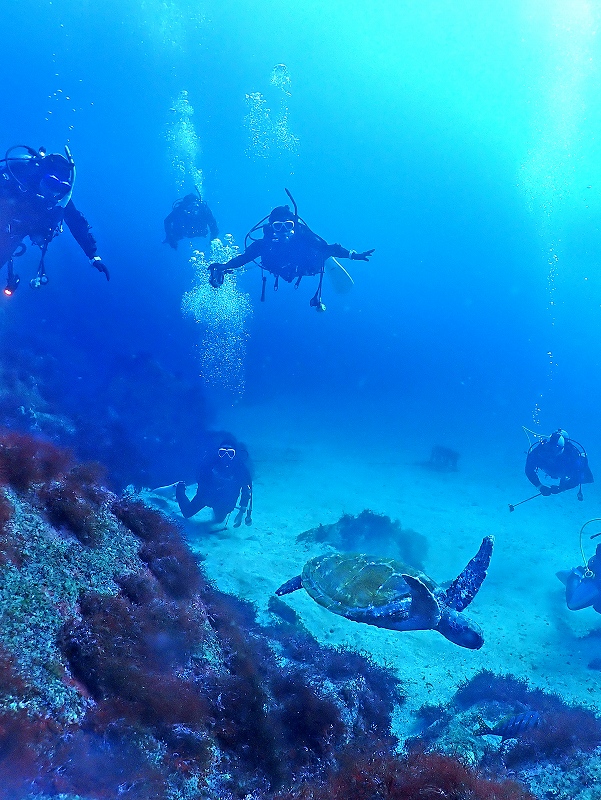 アオウミガメ＠東京発IOPダイビングツアー