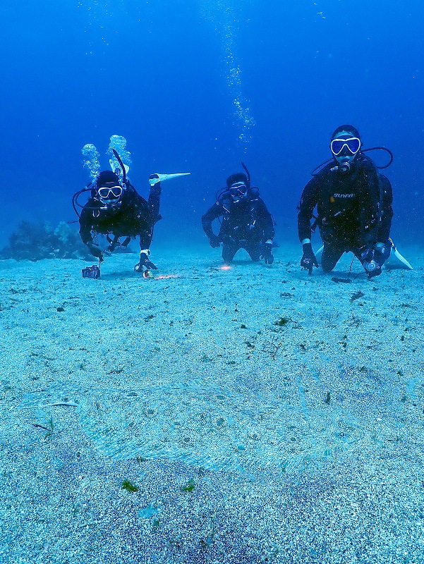 ヒラメ＠東京発IOPダイビングツアー