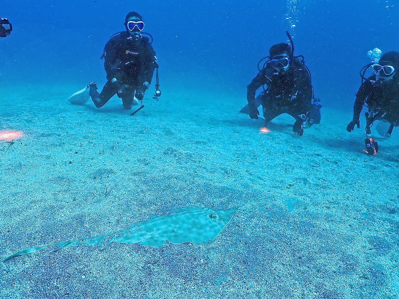 サカタザメ＠東京発IOPダイビングツアー