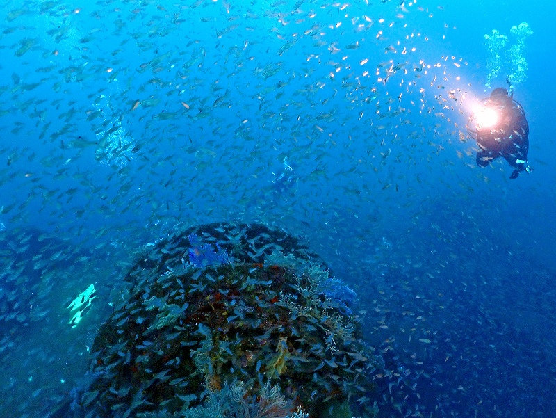沈船＠東京発熱海ダイビングツアー