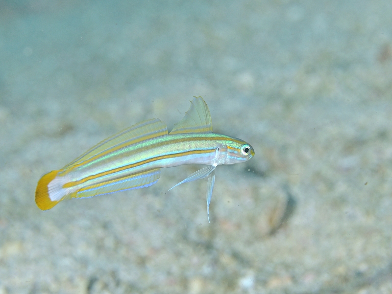 スジクロユリハゼ@東京発柏島ダイビングツアー