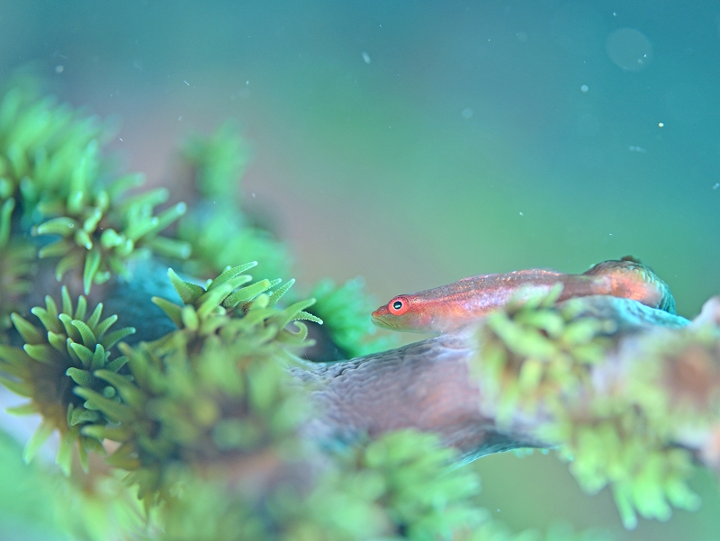 セボシウミタケハゼ@東京発柏島ダイビングツアー