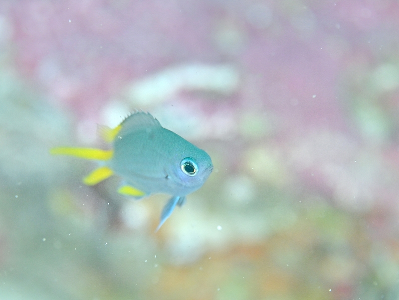 アルファスズメダイ幼魚@東京発柏島ダイビングツアー