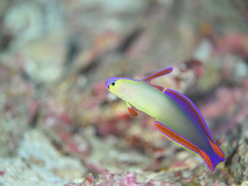 アケボノハゼ@東京発柏島ダイビングツアー