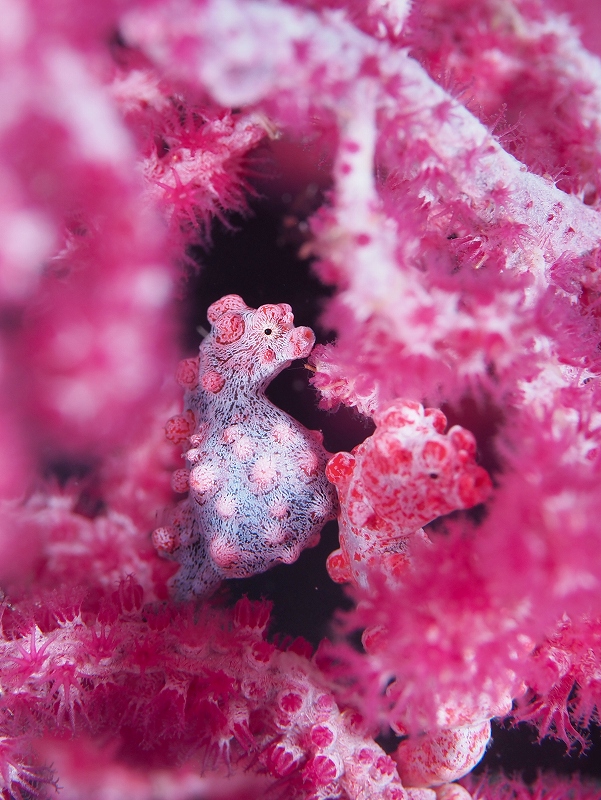 ピグミーシーホース@東京発柏島ダイビングツアー