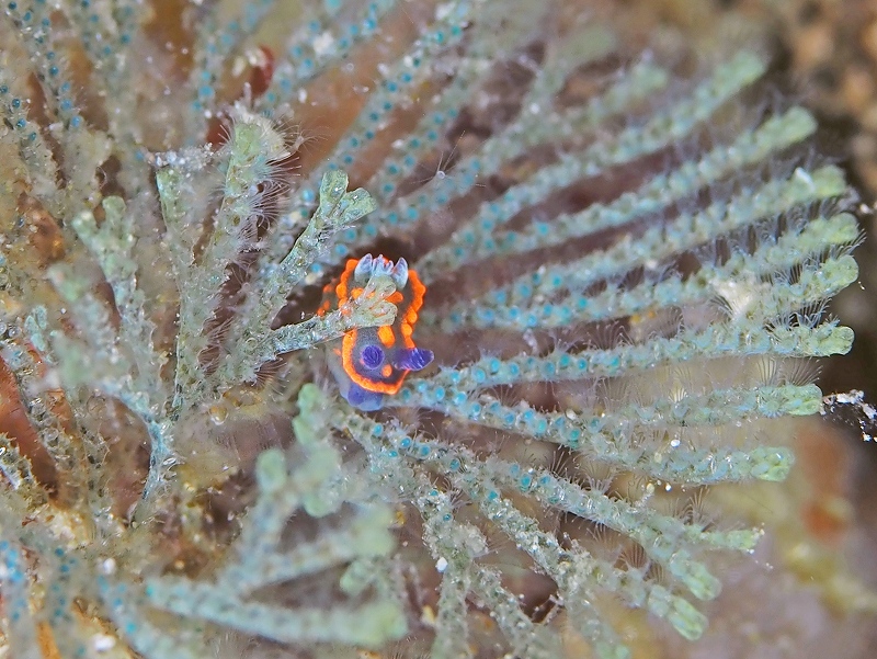 トサカリュウグウウミウシ幼体@東京発柏島ダイビングツアー