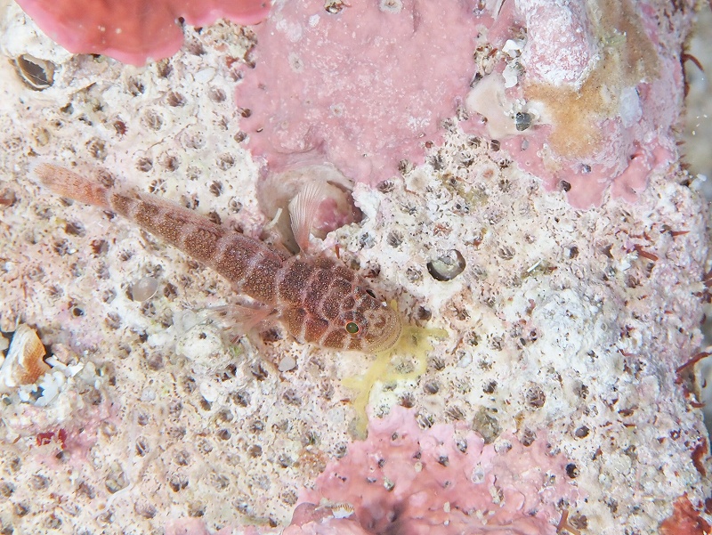 コベンケイハゼ@東京発柏島ダイビングツアー