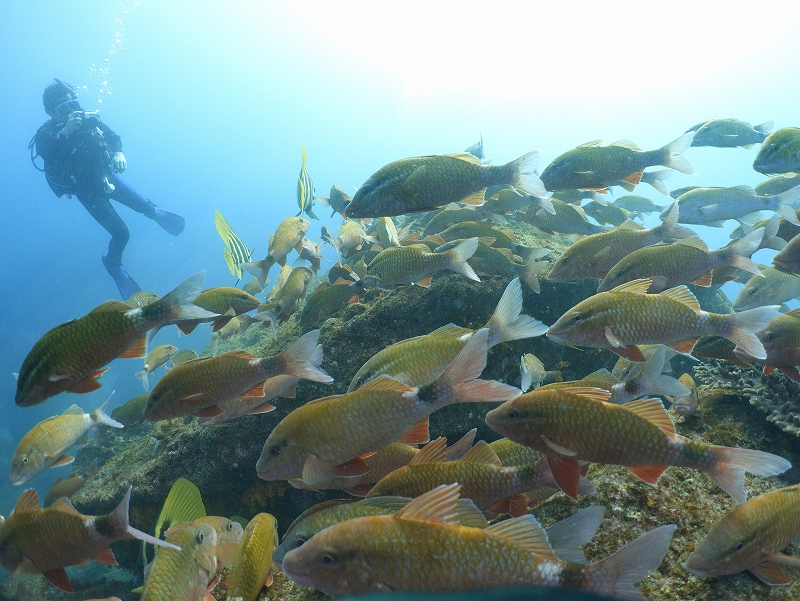 ホウライヒメジ@和歌山・串本ダイビングツアー