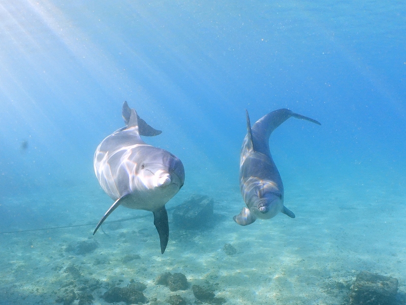 ミナミハンドウイルカ@東京発柏島ダイビングツアー