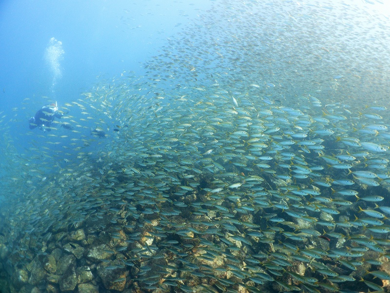 マアジ群れ@須江・内浦ビーチダイビングツアー