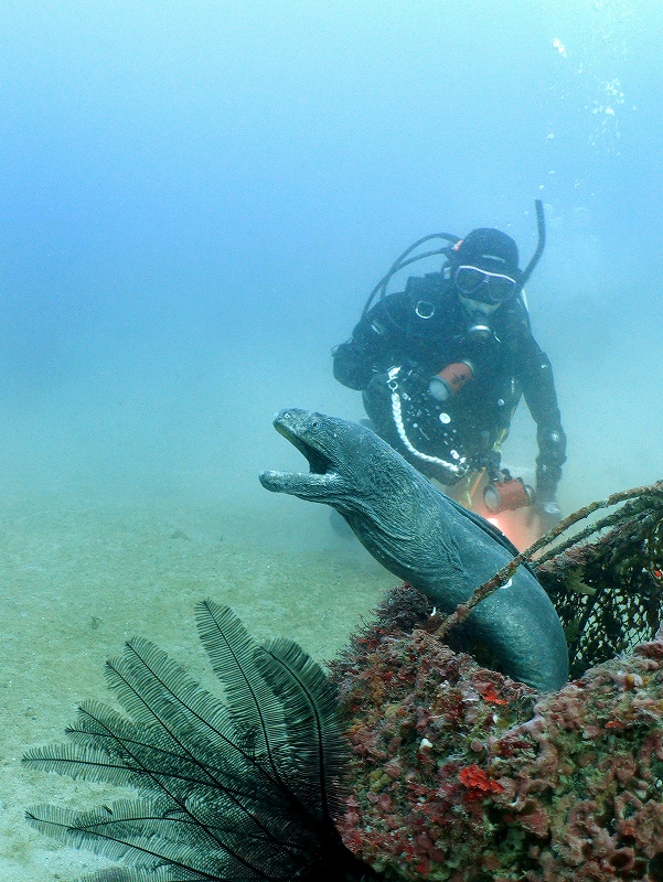 オナガウツボ@須江・内浦ビーチダイビングツアー