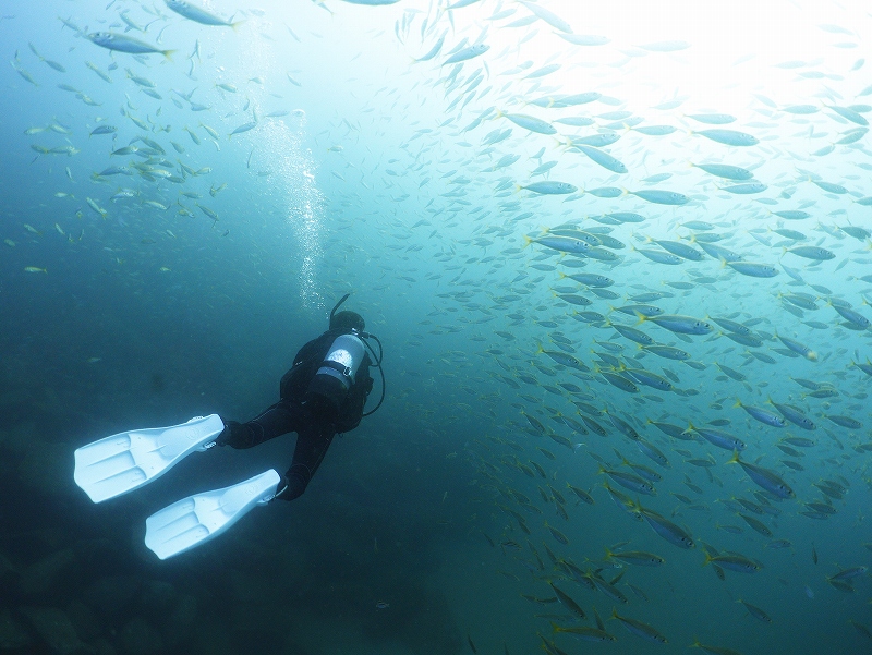 マアジ群れ@須江・内浦ビーチダイビングツアー