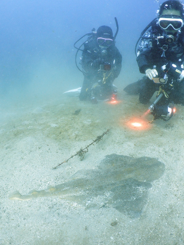 カスザメ@須江・内浦ビーチダイビングツアー