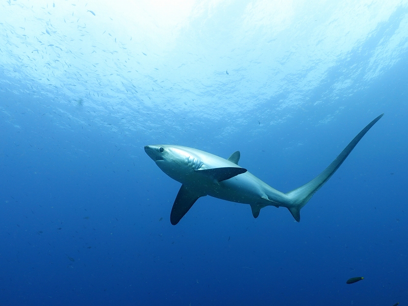 ニタリ＠東京発マラパスクアダイビングツアー