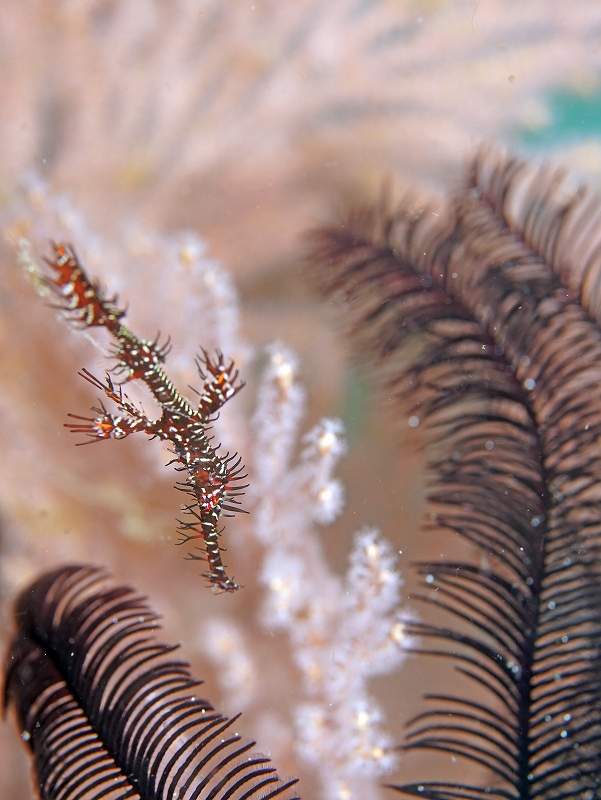 ニシキフウライウオ＠東京発マラパスクアダイビングツアー