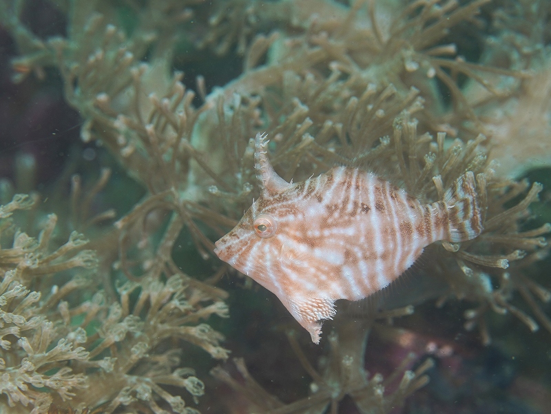 スダレカワハギ＠東京発マラパスクアダイビングツアー