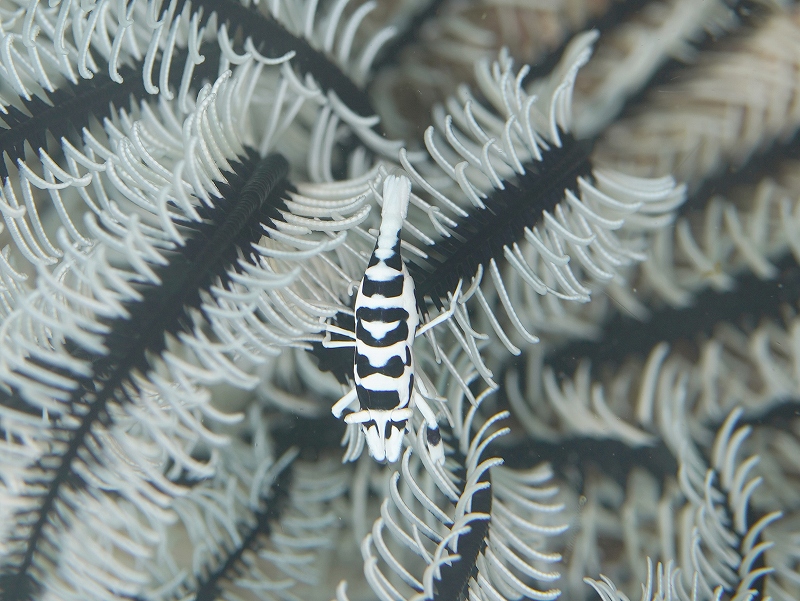 バサラカクレエビ@東京発柏島ダイビングツアー