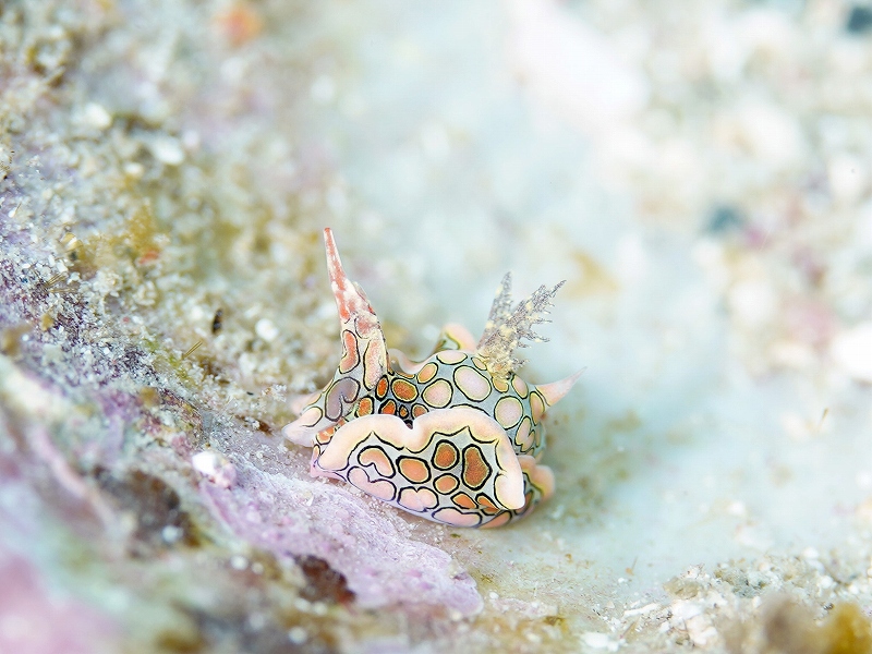トウモンウミコチョウ@和歌山・串本ダイビングツアー