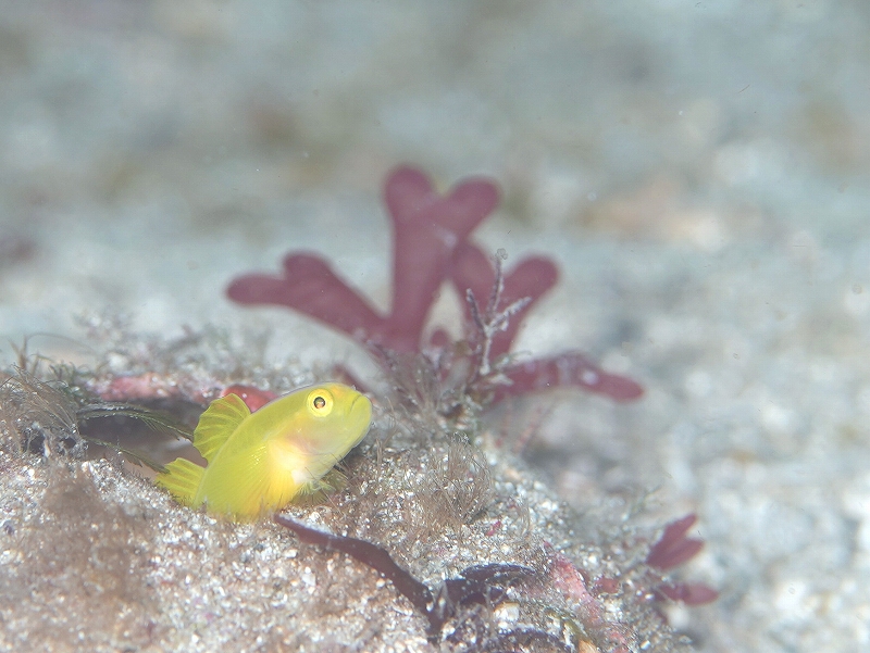 ミジンベニハゼ@須江・内浦ビーチダイビングツアー