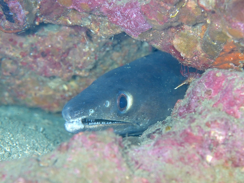 ハモ@須江ボートダイビングツアー