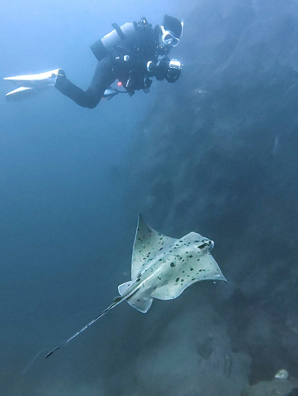 トビエイ@須江ボートダイビングツアー