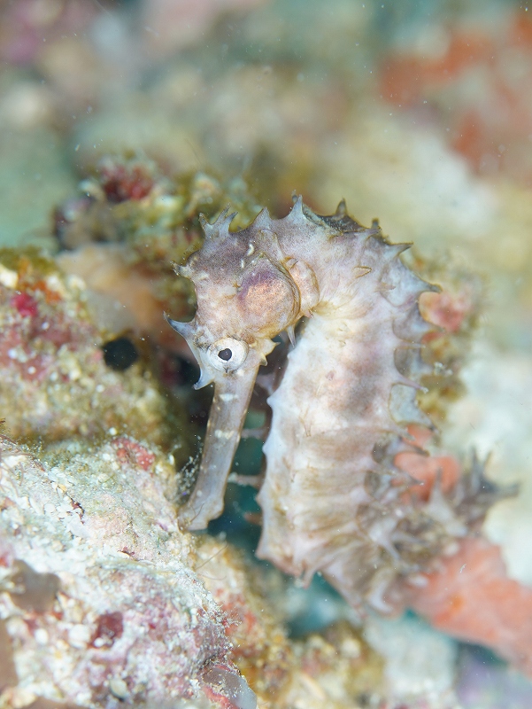 イバラタツ＠東京発マラパスクアダイビングツアー