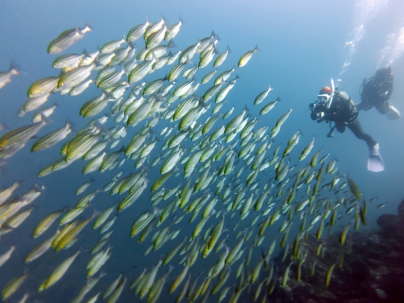 イサキ、群れ@須江ボートダイビングツアー