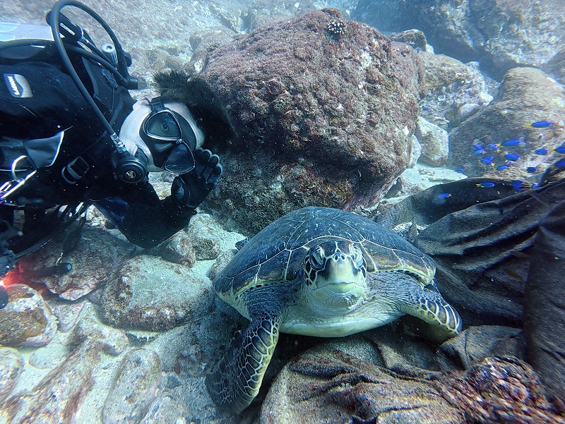 アオウミガメ@東京発柏島ダイビングツアー